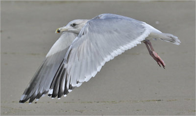 Glaucous-winged x Herring Gull (Cook Inlet Gull), 3rd cy