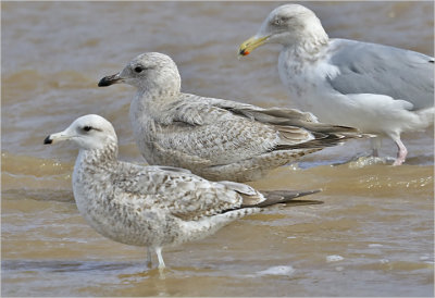 CAGU, 2nd cy (front) - THGU's Iceland 1st cy (center) - HERG, adult (rear)