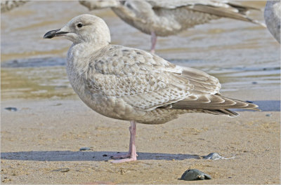 Thayer's Iceland Gull, 1st cy.  