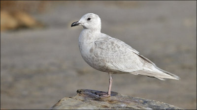 Kumlien's Iceland Gull, 1st cy.  