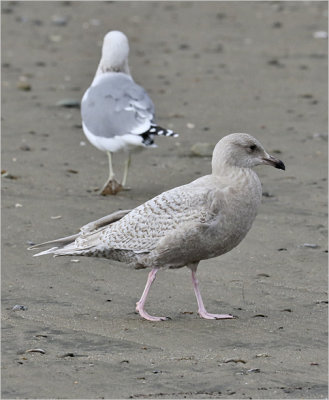 Kumlien's Iceland Gull, 1st cy