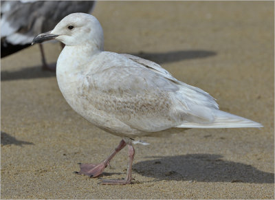 Iceland Gull, 1st cy