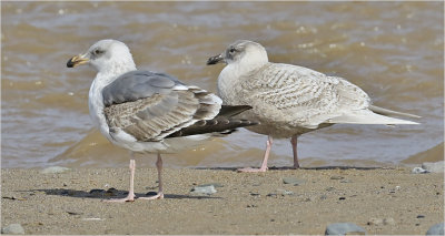 Kumlien's Iceland Gull, masked 1st cy with 2nd cy Western Gull 