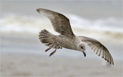 Kumlien's Iceland Gull, 1st cy. 