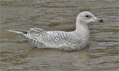 possible Thayer's Iceland Gull, 1st cy   