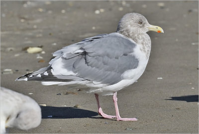 Thayer's Iceland Gull, winter adult.  