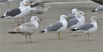 Thayer's Iceland Gull, 2nd cy with California Gulls and Western Gull.  