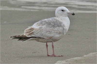 Thayer's Iceland Gull, 2nd cy. 