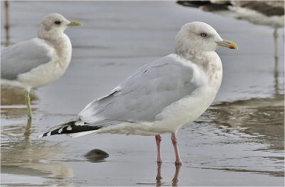 Thayer's Iceland Gull, winter adult.   