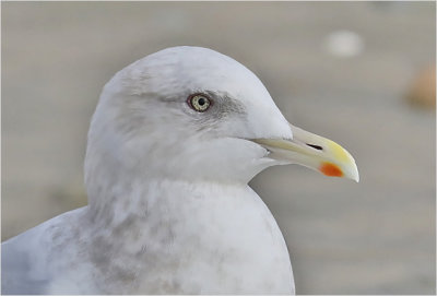 Thayer's Iceland Gull, winter adult.  