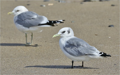 Black-legged Kittiwake, winter adult. 