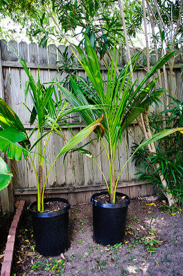 dwarf_malan_coconut_palms