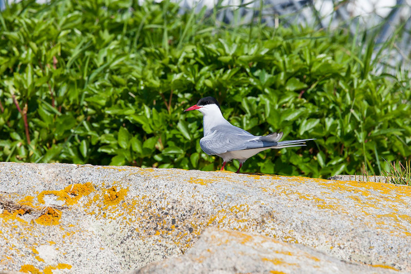 Arctic Tern