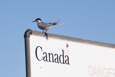 This Tern say the island is Canadian!