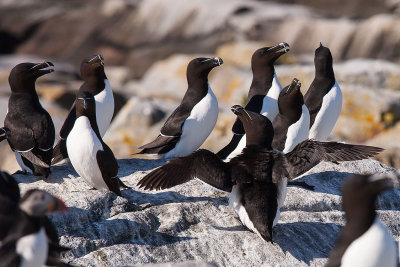 Razorbills