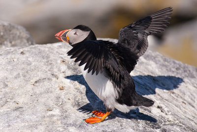 Puffin stretching his wings
