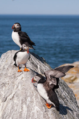 Puffins