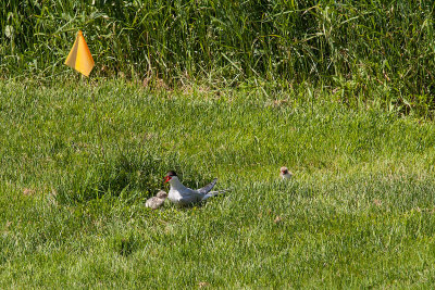 Arctic Tern with chicks