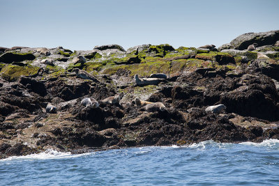 Puffin Tour - Machias Island