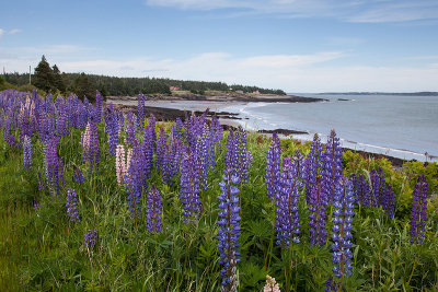 Lupines - Deep Cove