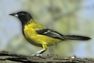 Audubon's Oriole