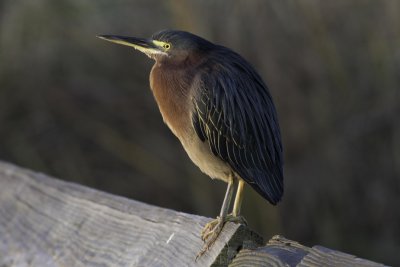 Texas Birds 2017-2018