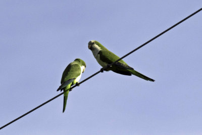 Monk Parakeet