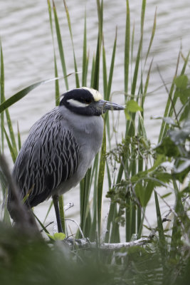 Yellow-crowned Night-Heron