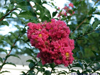 Our Crepe Myrtle!