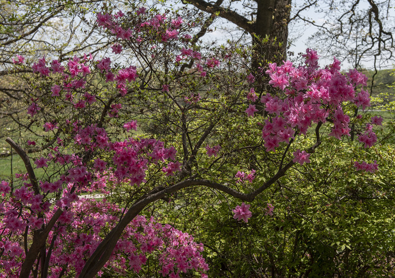 The artistic azalea