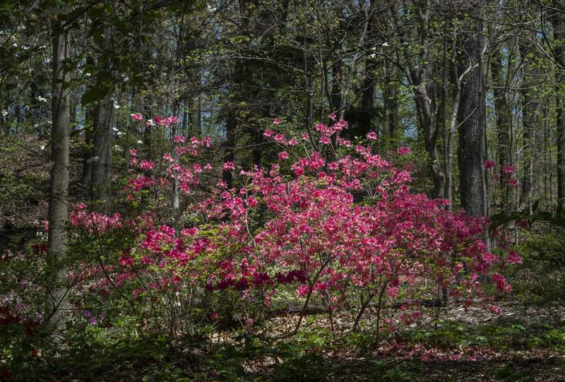Lit up azaleas