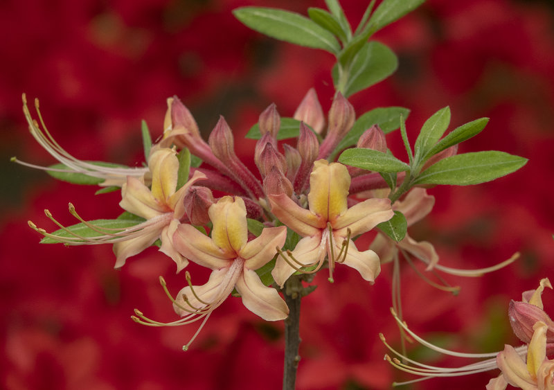 Delicately tinged