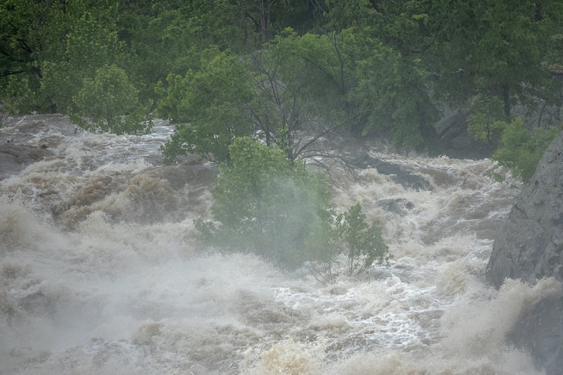 Drowning trees