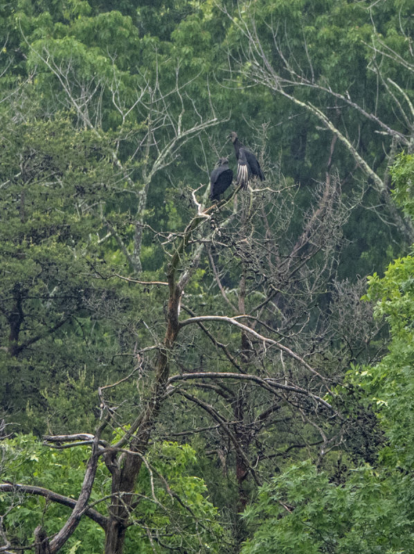 A peek into the life of Mr. & Mrs. Vulture (2)
