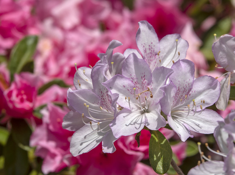 Azaleas at Hillwood