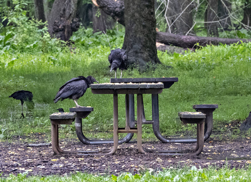 Vulture talk