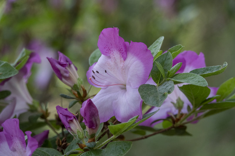 Azaleas at Hillwood