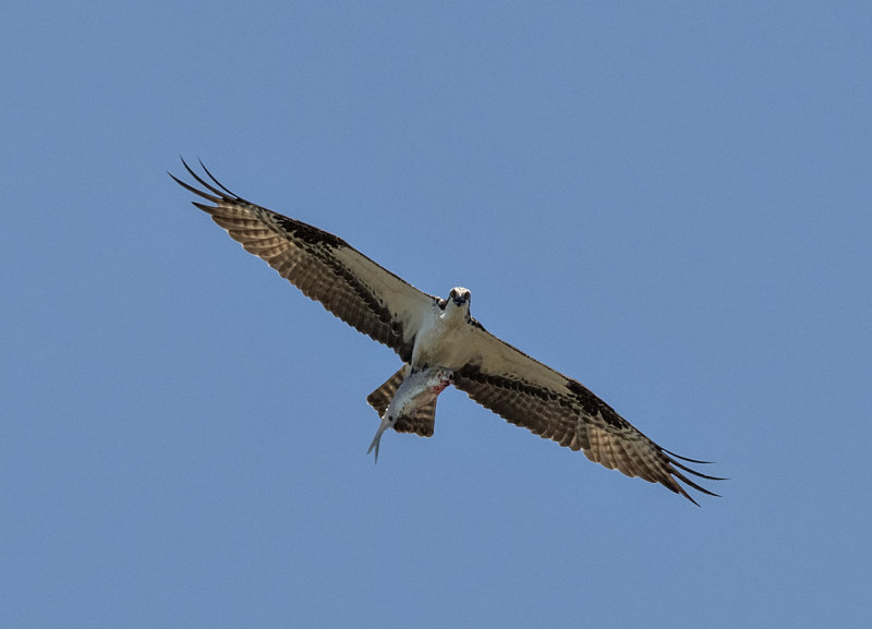 Osprey and catch