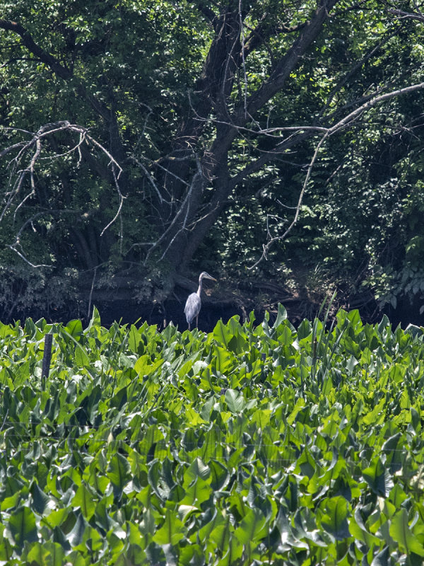 The very distant heron