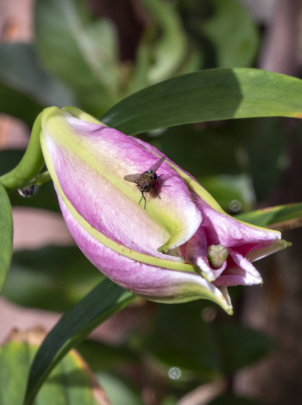 Lily and visitor