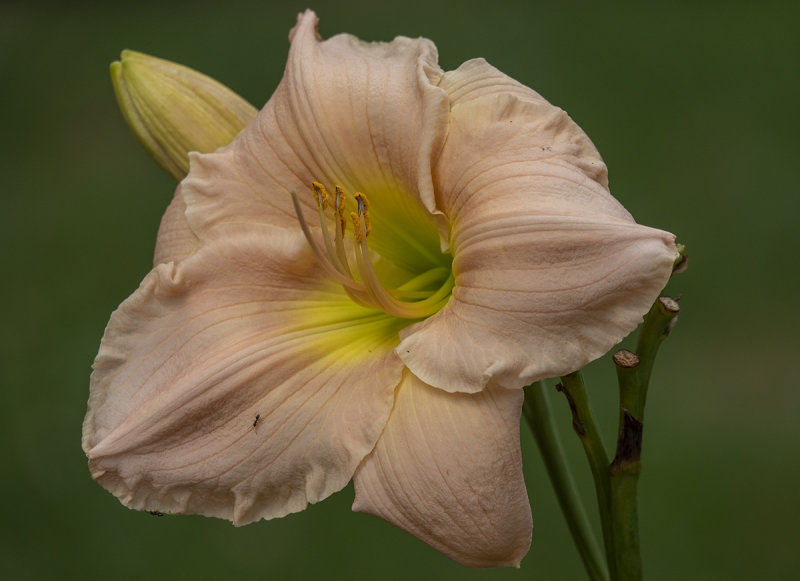 Ant on a daylily