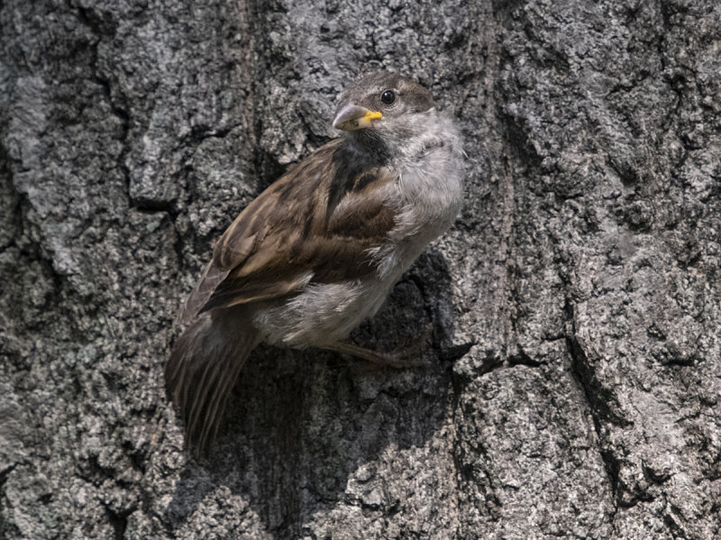 Posing on the bark