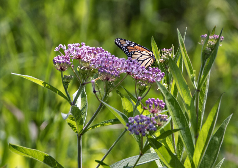 Monarch at work