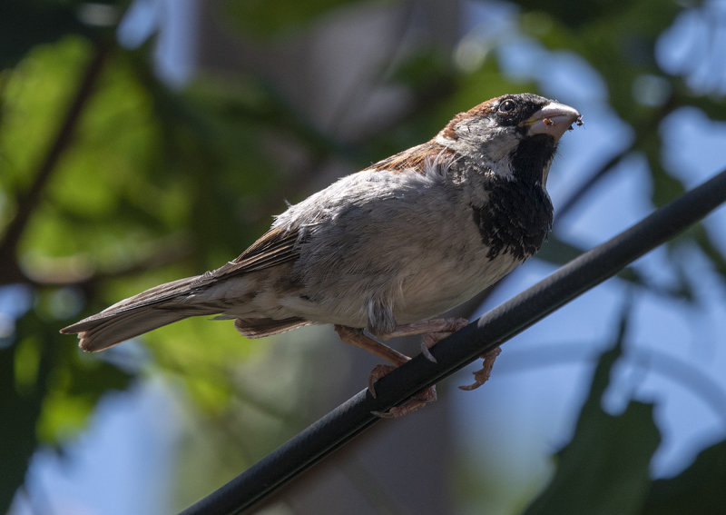 Backyard sparrow