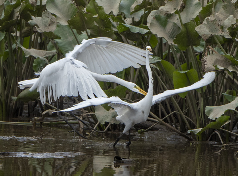 The Great Egret encounter: Eek!