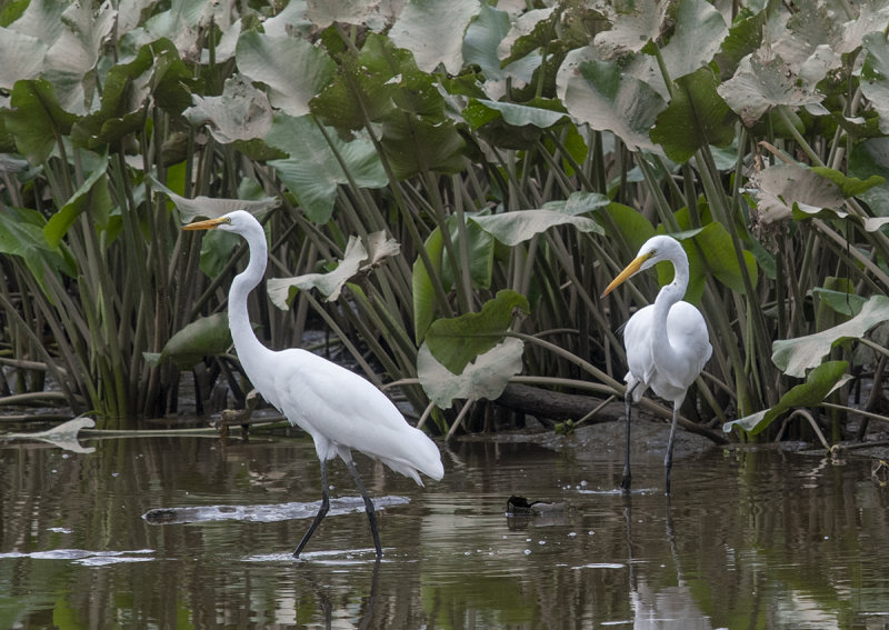 The Great Egret encounter: Was it something I said?