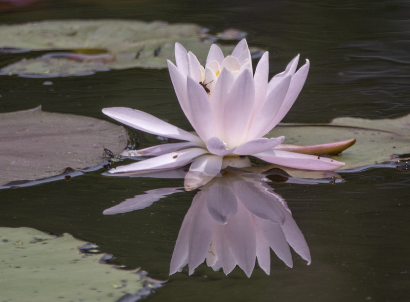 Water lily and visitors