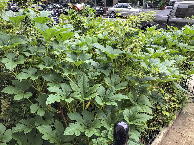 Our neighbors crop