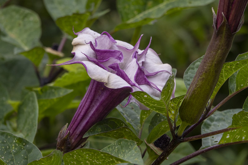 Mystery bloom