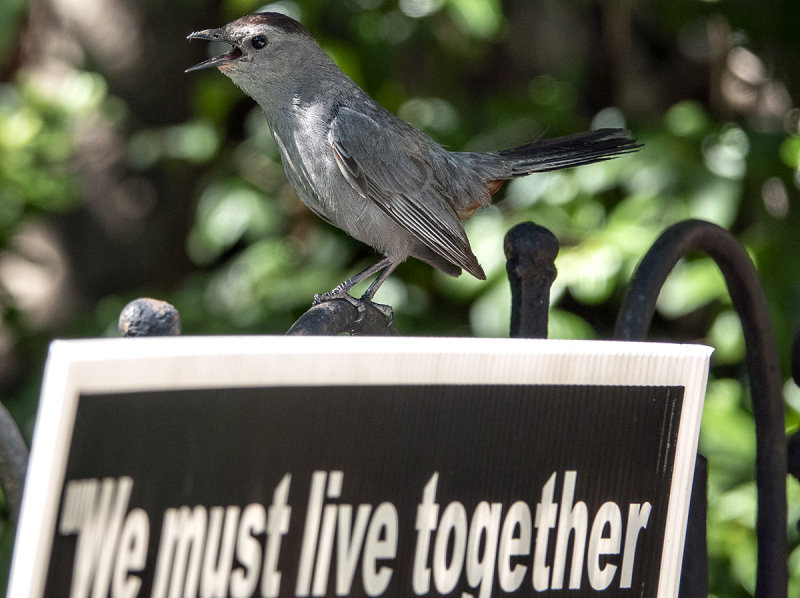 The squawker